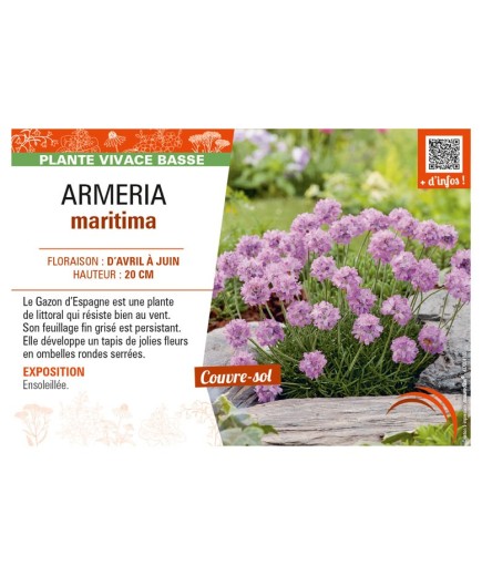 ARMERIA maritima
