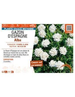 ARMERIA MARITIMA voir GAZON D'ESPAGNE ALBA