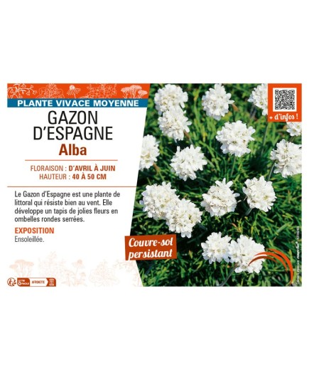 ARMERIA MARITIMA voir GAZON D'ESPAGNE ALBA