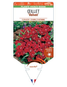 DIANTHUS diantica Velvet voir Œillet