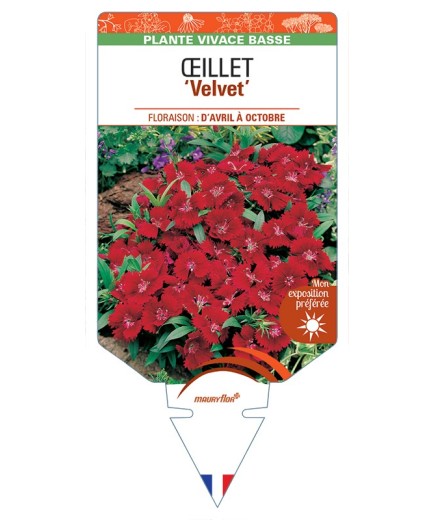 DIANTHUS diantica Velvet voir Œillet