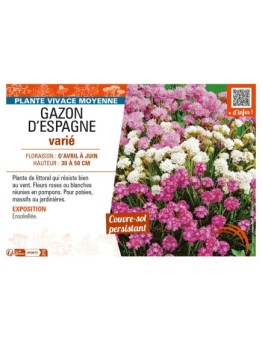 ARMERIA voir GAZON D'ESPAGNE VARIÉ