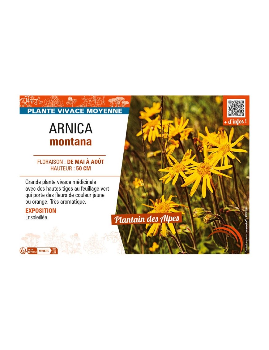 ARNICA montana