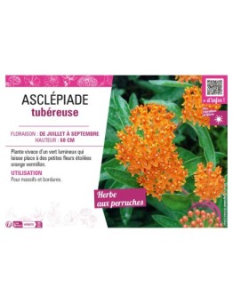 ASCLEPIAS TUBEROSA voir ASCLÉPIADE TUBÉREUSE