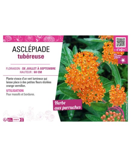 ASCLEPIAS TUBEROSA voir ASCLÉPIADE TUBÉREUSE