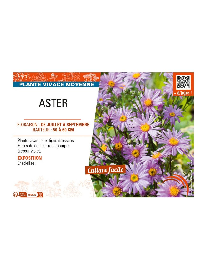 ASTER (AMELLUS)