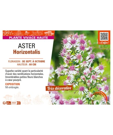 ASTER (LATERIFOLUS) HORIZONTALIS