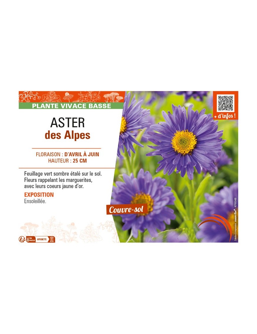 ASTER alpinus voir ASTER des Alpes (bleu)
