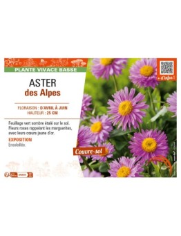 ASTER alpinus voir ASTER des Alpes (rose)