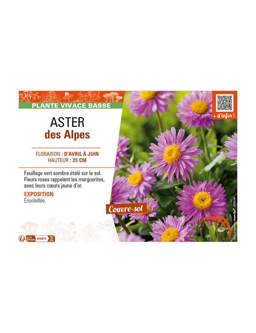 ASTER alpinus voir ASTER des Alpes (rose)