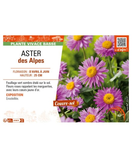 ASTER alpinus voir ASTER des Alpes (rose)