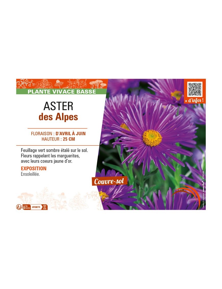 ASTER alpinus voir ASTER des Alpes (violet)