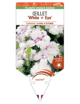 DIANTHUS diantica White + Eye voir Œillet