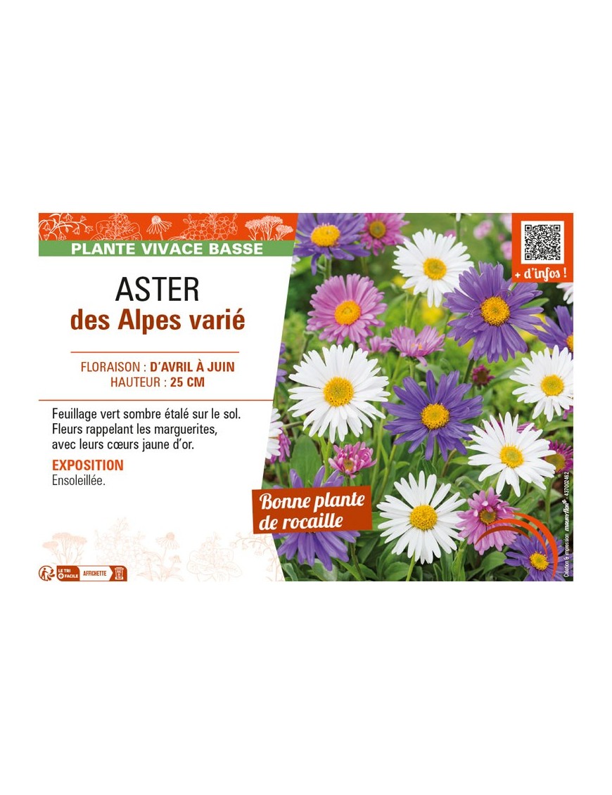 ASTER DES ALPES VARIÉ (ALPINUS)