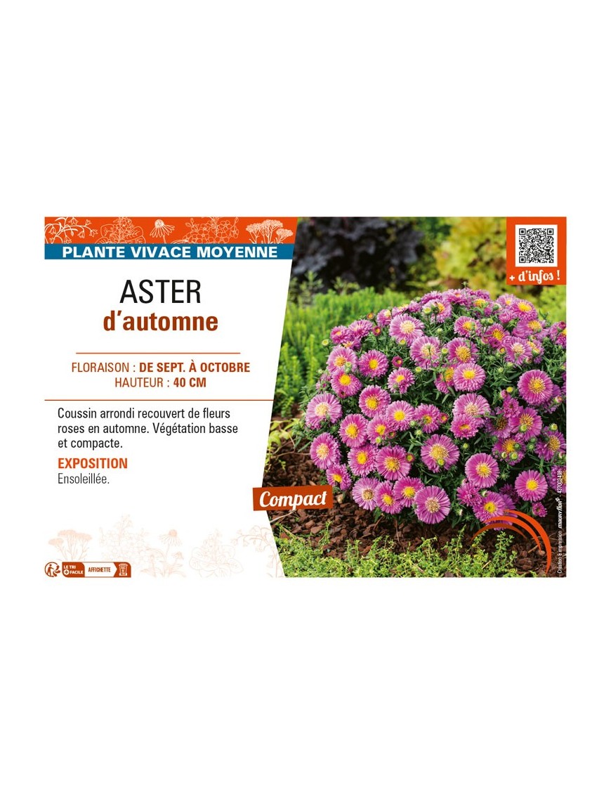 ASTER dumosus voir ASTER d’automne (rose)