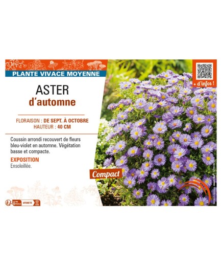 ASTER dumosus voir ASTER d’automne (violet)