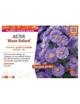 ASTER novi-belgii voir ASTER Marie Ballard