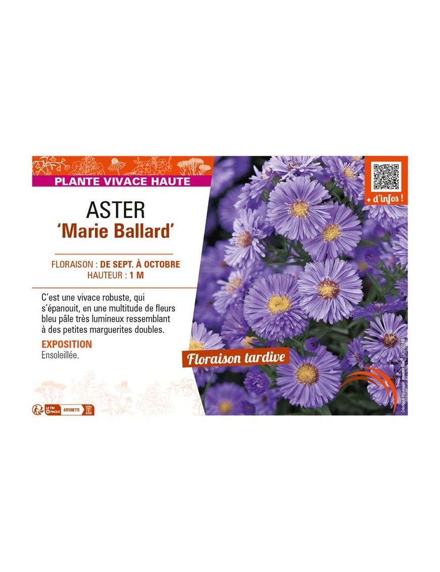 ASTER novi-belgii voir ASTER Marie Ballard