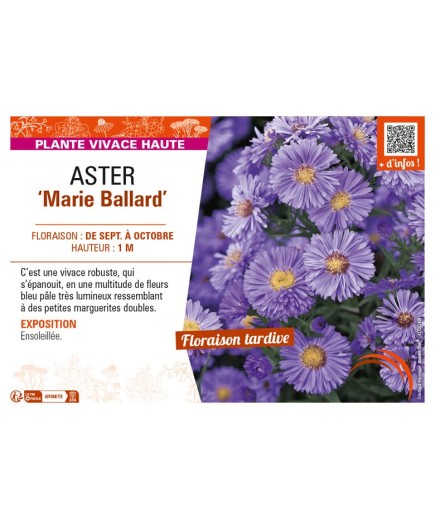ASTER novi-belgii voir ASTER Marie Ballard