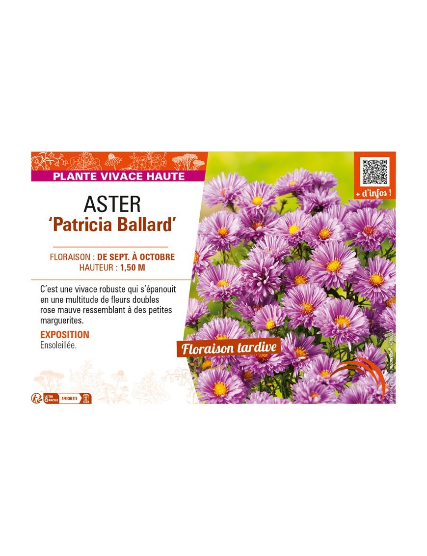 ASTER novi-belgii voir ASTER Patricia Ballard