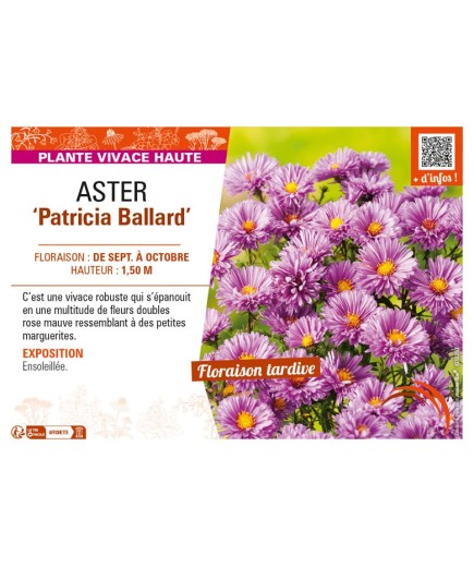 ASTER novi-belgii voir ASTER Patricia Ballard