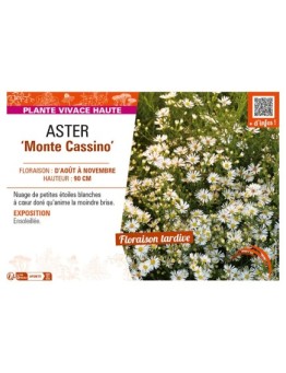 ASTER pringlei voir ASTER Monte Cassino