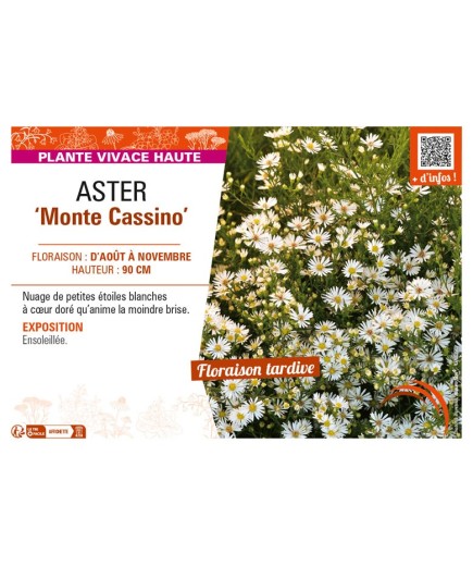 ASTER pringlei voir ASTER Monte Cassino