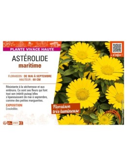 ASTERISCUS MARITIMUS voir ASTÉROLIDE MARITIME