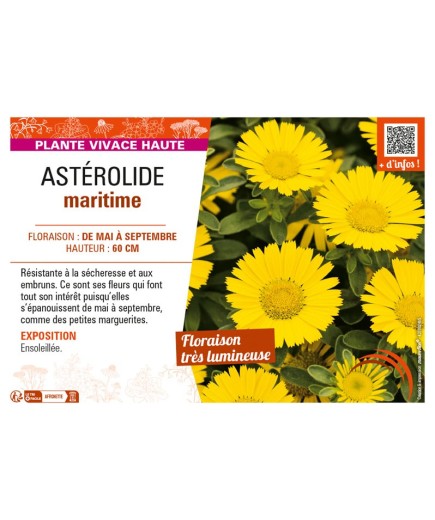 ASTERISCUS MARITIMUS voir ASTÉROLIDE MARITIME