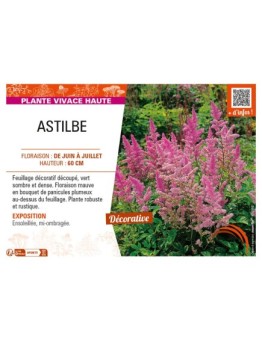 ASTILBE (arendsii mauve)