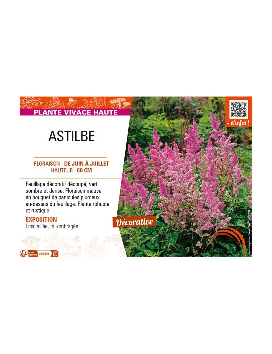 ASTILBE (arendsii mauve)
