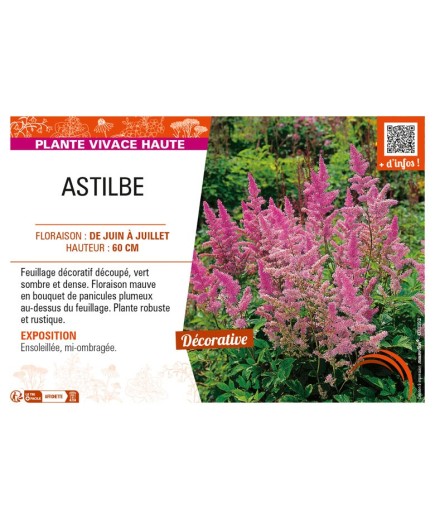 ASTILBE (arendsii mauve)