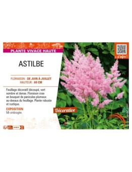 ASTILBE (arendsii rose)