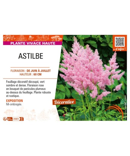 ASTILBE (arendsii rose)