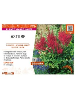 ASTILBE (arendsii rouge)