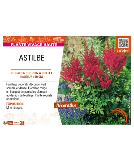 ASTILBE (arendsii rouge)