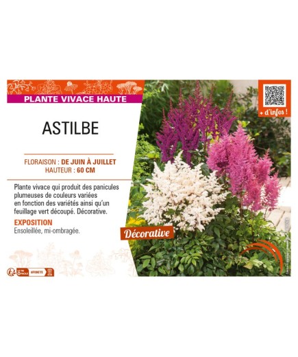 ASTILBE (arendsii varié)