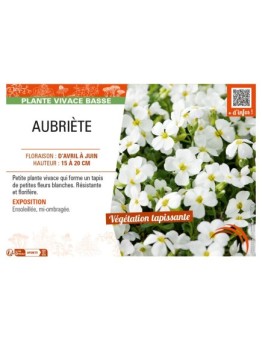 AUBRIETA (blanc)