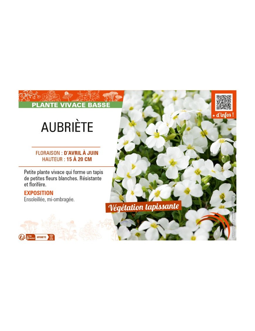 AUBRIETA (blanc)
