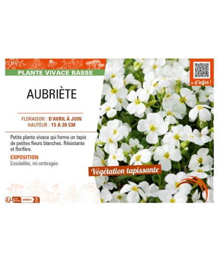 AUBRIETA (blanc)