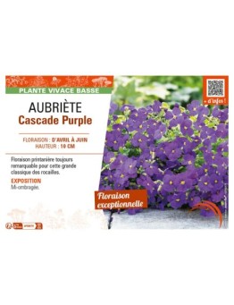 AUBRIÈTE CASCADE PURPLE