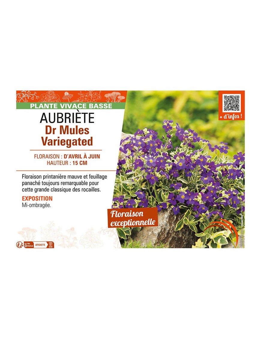 AUBRIÈTE DR MULES VARIEGATED