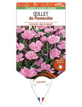 DIANTHUS GRATIANOPOLINATUS voir Œillet de Pentecôte (rose)