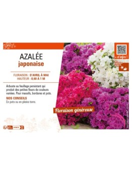 AZALÉE JAPONAISE