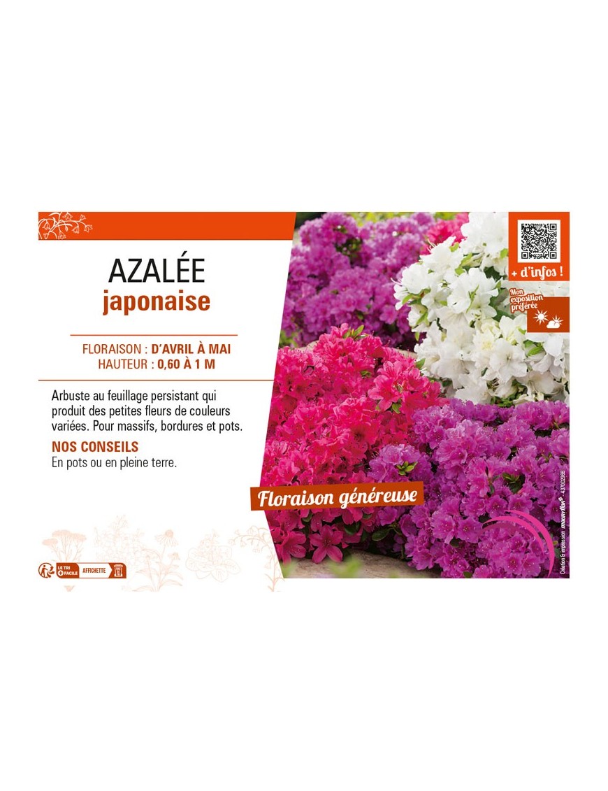AZALÉE JAPONAISE