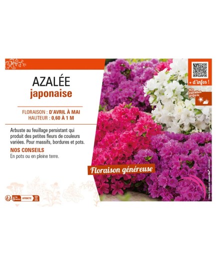 AZALÉE JAPONAISE