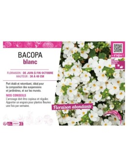 BACOPA BLANC