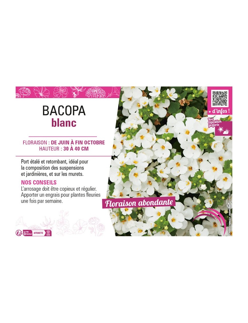 BACOPA BLANC