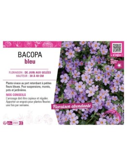 BACOPA BLEU