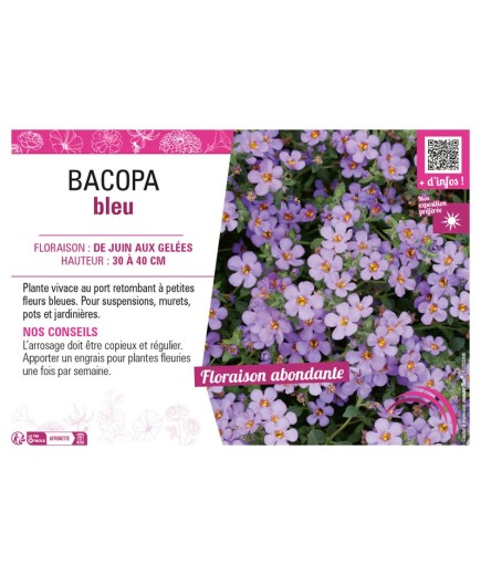 BACOPA BLEU